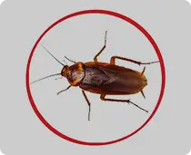 cockroach