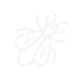 insect